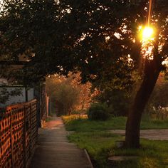 the sun shines brightly behind a tree on a sidewalk in front of a fence