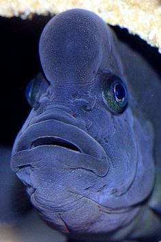 a close up of a very cute looking fish with big eyes on it's face