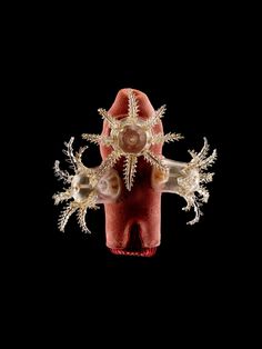 an image of some corals and other things in the dark room with black background