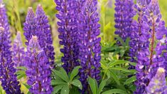 purple flowers are blooming in the garden