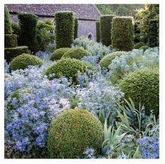 the garden is full of blue flowers and green bushes, with an old building in the background