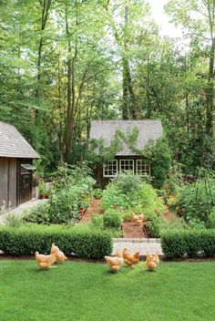 chickens are walking around in the grass near a small house and garden area with a shed