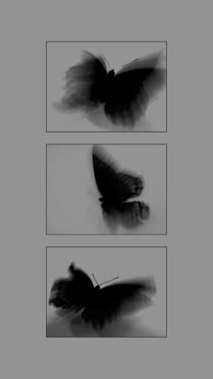 three different images of a butterfly in black and white, each with its wings spread out