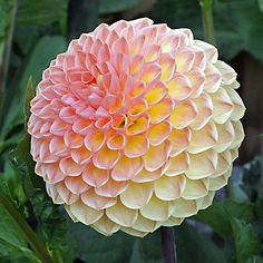 an orange and yellow flower with green leaves