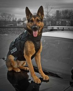 a police dog sitting on the hood of a car