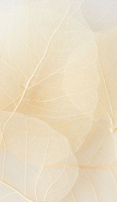 a close up view of a white and yellow leaf textured wallpaper with light colors