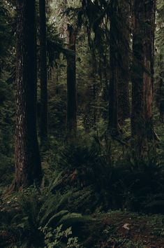 the forest is full of tall trees and ferns