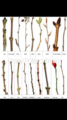 several different types of flowers and branches with the words winter twigs on them