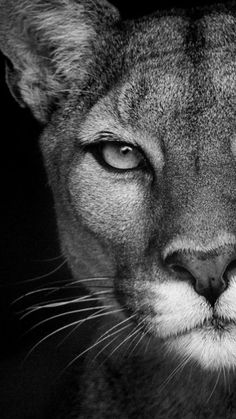 a black and white photo of a cat's face