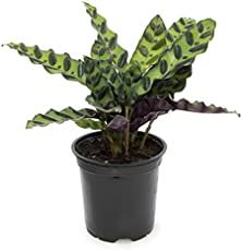 a green plant in a black pot on a white background