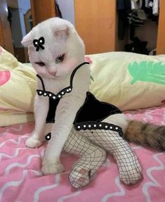 a white cat wearing a black dress on top of a bed