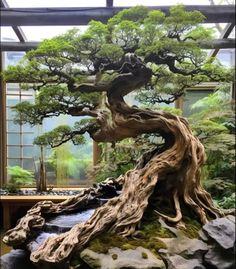 a bonsai tree is in the middle of some rocks and trees are growing out of it