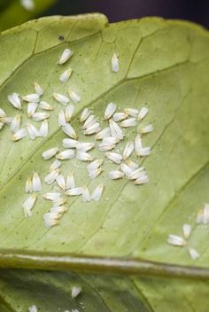 Whiteflies are tiny insects that affect many different types of plants, including trees, vegetables, ornamental plants, and houseplants. “Multiple generations can be present at once, so they can be difficult to control if an infestation isn’t caught early,” says Rafia Khan, PhD, assistant professor and extension entomologist at Texas A&M AgriLife Research and Extension Center. “They are sap feeders, which use their piercing and sucking mouth parts to take plant juices.” #garden #pests #whiteflies #gardenpests #southerngardening