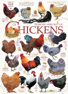 a poster with many different types of chickens on it's sides and the words nobody here but chickens