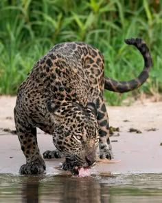 a large leopard eating something in the water