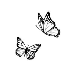 two butterflies flying side by side on a white background, one is black and the other is