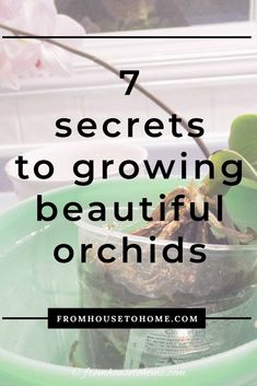 Orchid Care: 7 Surprising Things You Didn't Know About Growing Phalaenopsis orchids Caring For Orchids, Phalaenopsis Orchid Care, Orchid Roots, Potted Plants Outdoor