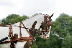 a brown and white horse with bridle on it's head standing in front of trees