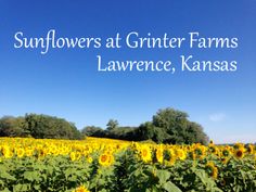 sunflowers at grainer farms in lawrencece, kansas with text overlay