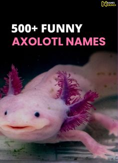 a pink axoloi with purple hair on it's head and the words, 500 + funny axoloi names