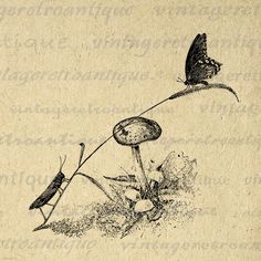 an ink drawing of a butterfly on a flower and a bug sitting on it's back