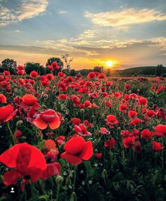 a field full of red flowers with the sun setting in the background