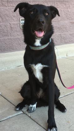 a black and white dog sitting on top of a cement floor next to a pink wall