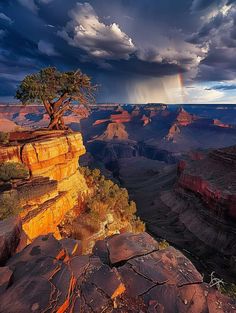 a lone tree on the edge of a cliff with a rainbow in the sky above