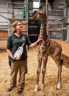 a giraffe standing next to a woman holding a bottle in it's hand