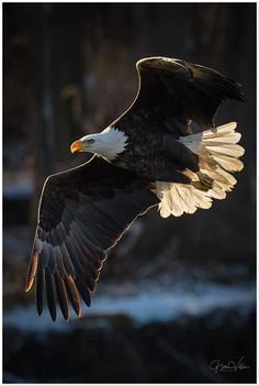 an eagle is flying in the air with its wings spread out and it's talon extended