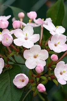 pink and white flowers with green leaves in the background