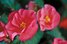 three pink flowers with green leaves in the foreground and one red flower on the right