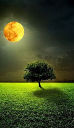 a lone tree in the middle of a field under a full moon