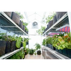 several shelves filled with plants and potted plants