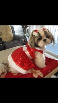 a small dog wearing a red and white dress sitting on top of a rug in front of a window