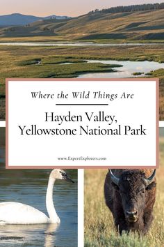 the yellowstone national park where the wild things are is featured in this postcard with an image of a bison and a water buffalo