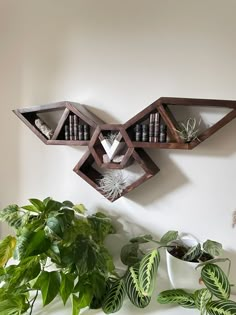 two shelves with plants on top of them next to a potted plant