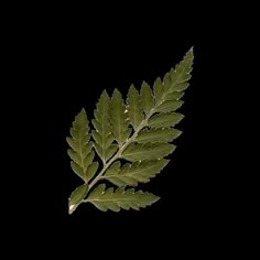 a green leaf is shown against a black background