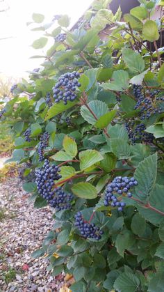 blue berries growing on the side of a building next to gravel and trees with green leaves