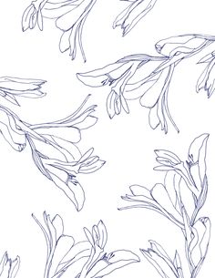 an image of flowers drawn in pencil on the white paper with blue ink, it looks like they are floating or floating