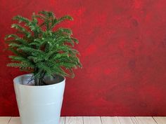 a potted plant sitting on top of a wooden table next to a red wall