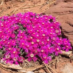 purple flowers growing out of the ground near rocks