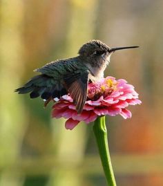 a hummingbird sitting on top of a pink flower with a quote from the poem