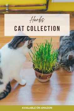 two cats sniffing grass in a pot with the caption here's cat collection