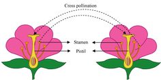 the cross pollnation and stamen passi are shown in this diagram, with arrows pointing to each other