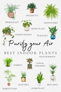 an illustrated guide to potting your air best indoor plants