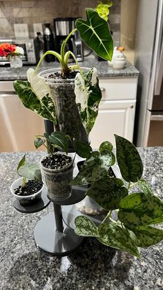 there are many plants in the pots on the counter top, and one plant is growing out of it