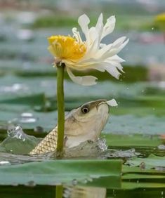 a fish is in the water with a flower sticking out of it's mouth