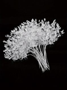 a bunch of small white flowers on a black background