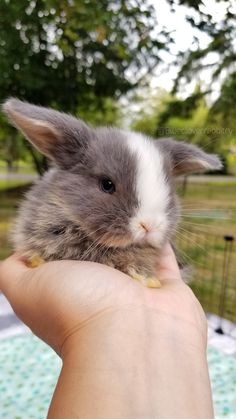 a person holding a small rabbit in their hand